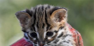 Leopardenbaby im Debrecener Zoo auf die Welt gekommen