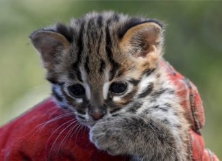 Leopardenbaby im Debrecener Zoo auf die Welt gekommen