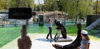 Nyíregyháza-Zoo geht live mit einigen Shows
