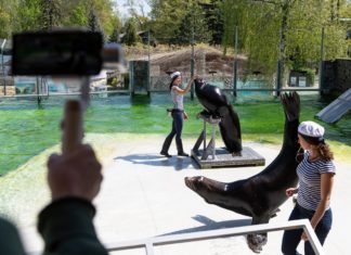 Nyíregyháza-Zoo geht live mit einigen Shows