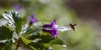 Der Frühling ist da und die Blumen zeigen sich von der bunten Seite in Ungarn!