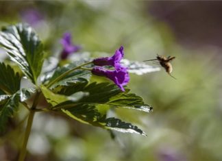 Der Frühling ist da und die Blumen zeigen sich von der bunten Seite in Ungarn!