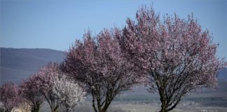 In Gyöngyöstarja blühen die Blutpflaumen