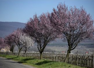 In Gyöngyöstarja blühen die Blutpflaumen