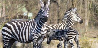 Süsses Zebrababy im Nyíregyhàza Zoo zur Welt gekommen
