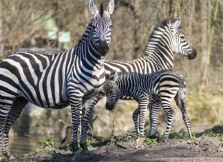 Süsses Zebrababy im Nyíregyhàza Zoo zur Welt gekommen