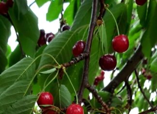 Impressionen vom Badacsony Berg