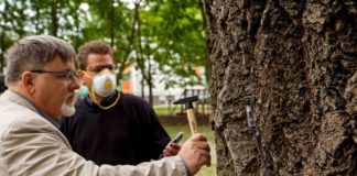 Györ checkt die Gesundheit der Bäume mit neuer Technologie