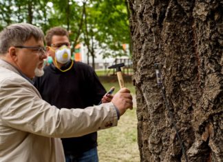 Györ checkt die Gesundheit der Bäume mit neuer Technologie