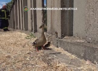 Entenkükenrettung in Budapest!