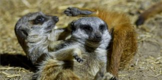 Debrecener Zoo hat 2 hübsche Erdmännchen mehr im Hause