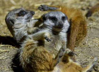 Debrecener Zoo hat 2 hübsche Erdmännchen mehr im Hause