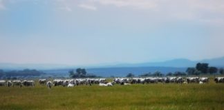 Neusiedler See: Ein Tagesausflug rund um Hanság