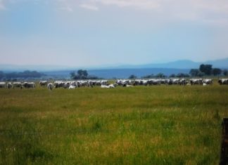 Neusiedler See: Ein Tagesausflug rund um Hanság