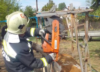 Feuerwehr rettet Kuh aus „Kuh-Fessel“!