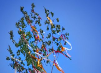 Der Maibaum steht! 1. Mai Feier damals und heute in Ungarn