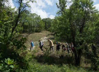 Nationalpark: Pflanzenkunde Wanderung auf dem Sas Berg in Budapest