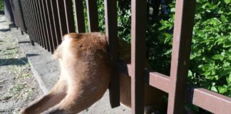 Tierischer Feuerwehreinsatz in Siofók: Ist das eine Re(h)animation?