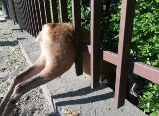 Tierischer Feuerwehreinsatz in Siofók: Ist das eine Re(h)animation?