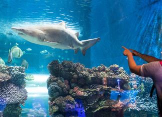 Zooöffnungen: Nyíregyháza Zoo begrüßt die ersten Besucher!