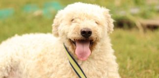 Tierschutz Ungarn: Bogi sucht ein neues Zuhause