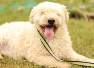 Tierschutz Ungarn: Bogi sucht ein neues Zuhause