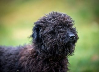 Ungarn Tierschutz: Hündin Maze