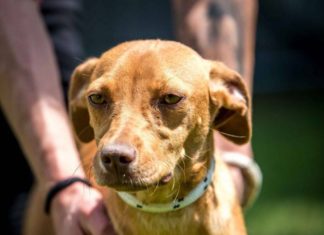 Tierschutz Ungarn: Athene