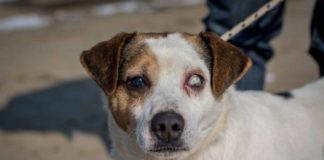 Tierschutz Ungarn: Bence – Ein besonderer Fall