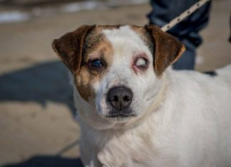 Tierschutz Ungarn: Bence – Ein besonderer Fall