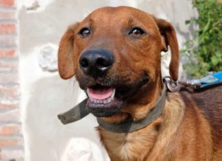 Tierschutz Ungarn: Bogyó