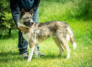 Ungarn Tierschutz: Brownie