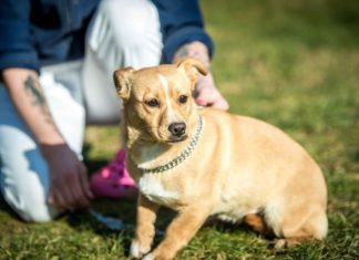 Tierschutz Ungarn: Cherie