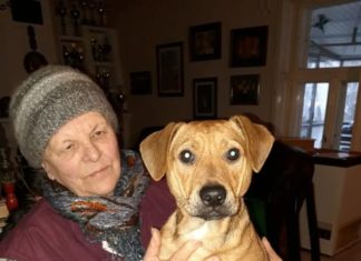 Tierschutz Ungarn: Csöpi