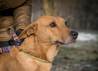 Ungarn Tierschutz: Henrietta