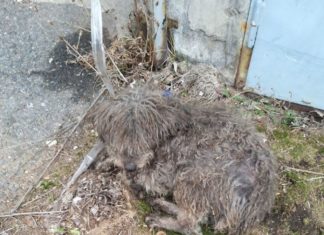 Huba sucht ein Zuhause