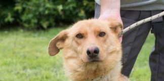 Ungarn Tierschutz: Joy