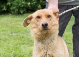 Ungarn Tierschutz: Joy