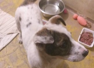 Ungarn Tierschutz: Kopé