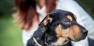 Tierschutz Ungarn: Metallica sucht ein endgültiges Zuhause