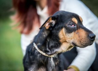 Tierschutz Ungarn: Metallica sucht ein endgültiges Zuhause