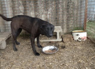 Ungarn Tierschutz: Niki