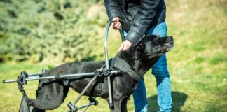 Ungarn Tierschutz: Penelope