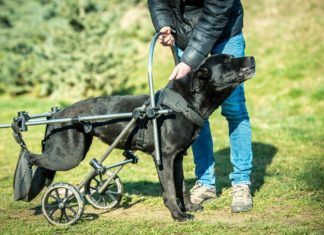 Ungarn Tierschutz: Penelope