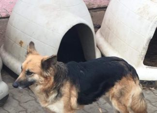 Tierschutz Ungarn: Szöcske