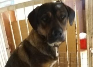 Ungarn Tierschutz: Tappancs