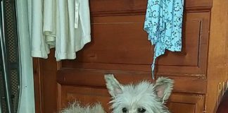 Tierschutz Ungarn: Whisky mit seinen Tütenohren