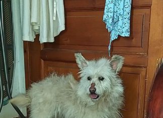 Tierschutz Ungarn: Whisky mit seinen Tütenohren