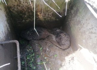 Biber-Rettung in Ózd