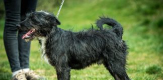 Tierschutz Ungarn: Hund Nixon wartet in Nyiregyháza